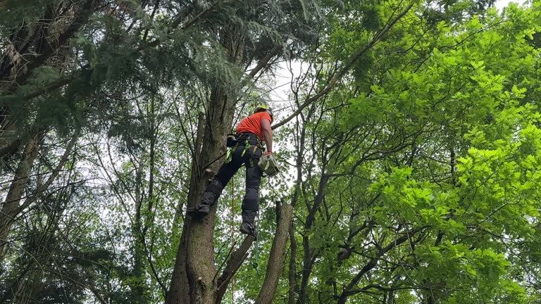 Best Storm Damage Tree Cleanup  in Morehead, KY